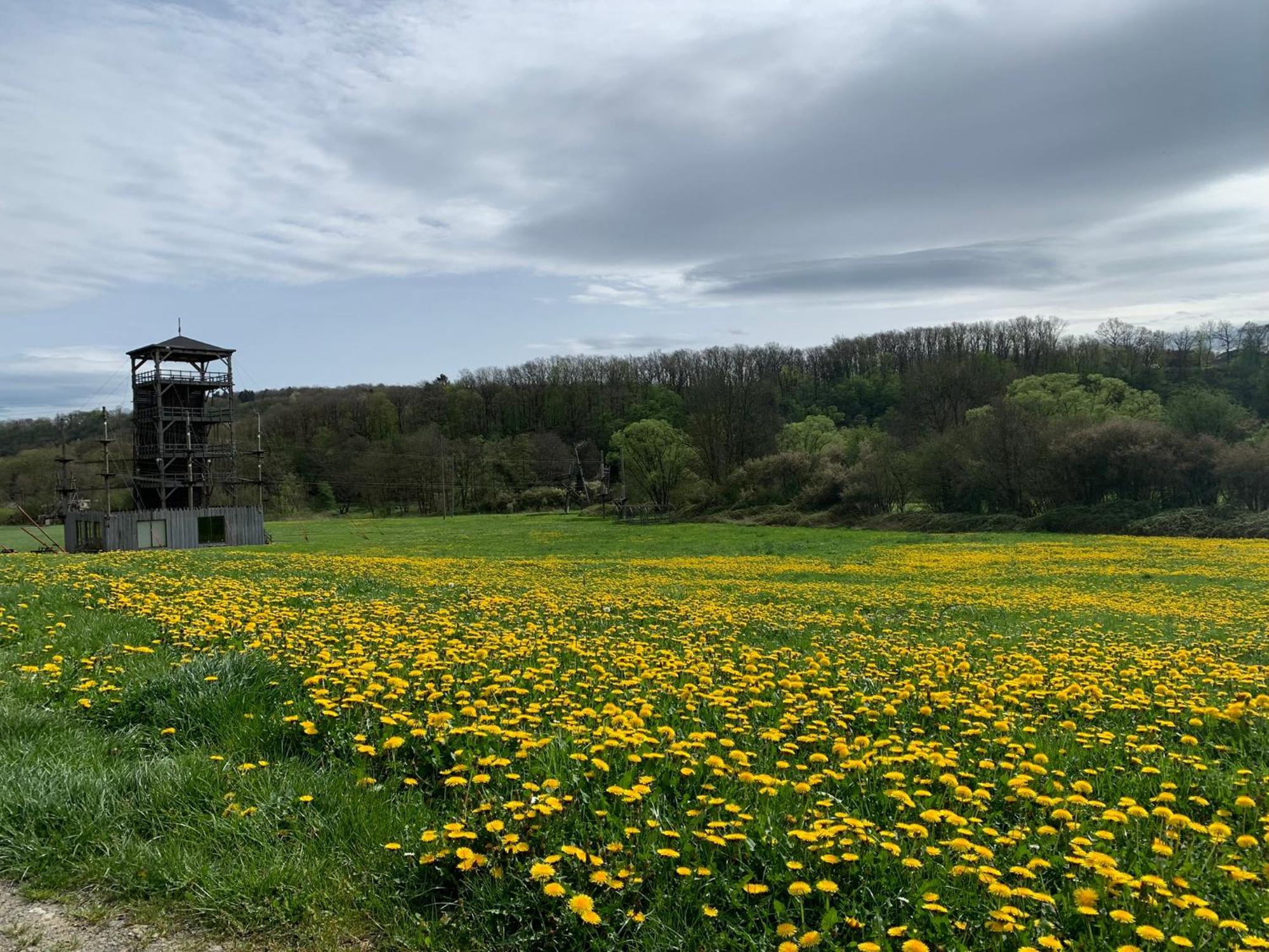Heerlijk Vakantiehuis In Bos Bij Durbuy Esterno foto